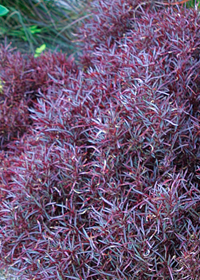 Alternanthera ficoidea 'Red Threads'